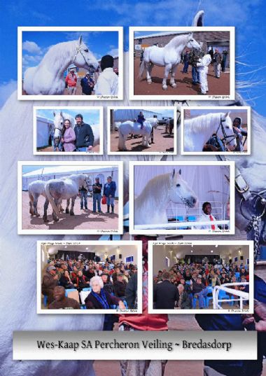 Agri Mega Week Percheron Exhibit 2014